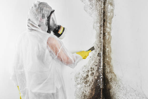 Amargosa Valley, NV Mold Remediation Company