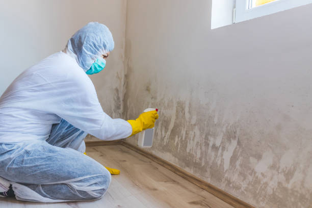 DIY Mold Remediation Support Services