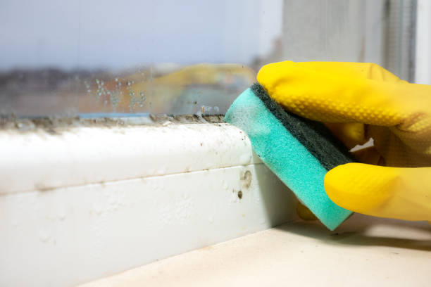 Best Mold Remediation for Specific Building Types in Amargosa Valley, NV